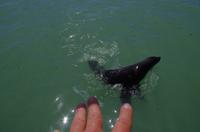 Walvis Bay - Lagunenfahrt &ndash; &copy; Annett Müller (Eberhardt TRAVEL)