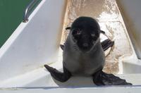 Walvis Bay - Pelzrobbe &ndash; &copy; Annett Müller (Eberhardt TRAVEL)