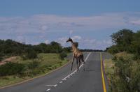 Auf Pad mit Konny - Giraffen Highway &ndash; &copy; Annett Müller (Eberhardt TRAVEL)