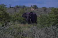 Etosha Nationalpark - Elefant &ndash; &copy; Annett Müller (Eberhardt TRAVEL)