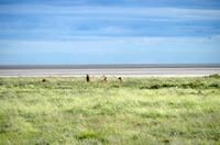 Etosha Nationalpark - Salvatore - Löwenrudel &ndash; &copy; Annett Müller (Eberhardt TRAVEL)