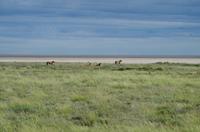 Etosha Nationalpark - Salvatore - Löwenrudel &ndash; &copy; Annett Müller (Eberhardt TRAVEL)