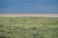 Etosha Nationalpark - Salvatore - Löwenrudel &ndash; &copy; Annett Müller (Eberhardt TRAVEL)