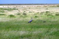 Etosha Nationalpark - Paradieskranich &ndash; &copy; Annett Müller (Eberhardt TRAVEL)