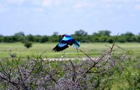 Etosha Nationalpark - Gabelracke &ndash; &copy; Annett Müller (Eberhardt TRAVEL)