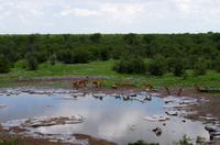 Etosha Nationalpark - Halali - Impalas &ndash; &copy; Annett Müller (Eberhardt TRAVEL)