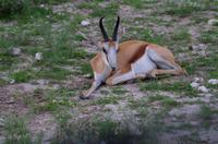 Etosha Nationalpark - Springbock &ndash; &copy; Annett Müller (Eberhardt TRAVEL)