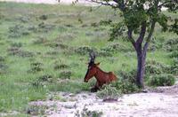 Etosha Nationalpark - Kuhantilope &ndash; &copy; Annett Müller (Eberhardt TRAVEL)