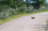 Etosha Nationalpark - 1 Löffelhund &ndash; &copy; Annett Müller (Eberhardt TRAVEL)