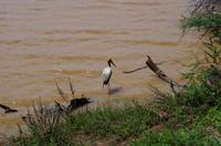 Auf Pad mit Konny - Storch &ndash; &copy; Annett Müller (Eberhardt TRAVEL)