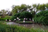 Mount Etjo Lodge - Flamingos &ndash; &copy; Annett Müller (Eberhardt TRAVEL)