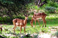 Pirschfahrt - Impalas &ndash; &copy; Annett Müller (Eberhardt TRAVEL)