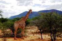Pirschfahrt - Giraffe &ndash; &copy; Annett Müller (Eberhardt TRAVEL)