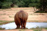 Breitmaulnashorn von hinten &ndash; &copy; Annett Müller (Eberhardt TRAVEL)