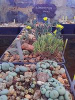 Lithops &ndash; &copy; Maren Walter (Eberhardt TRAVEL)