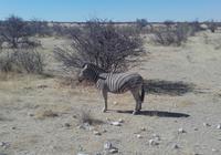Juhu, wir haben unser Zebra gefunden! &ndash; &copy; Maren Walter (Eberhardt TRAVEL)
