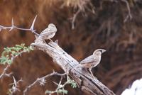 Webervögel &ndash; &copy; Susanne Schirmann (Eberhardt TRAVEL)