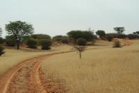 durch die Kalahari &ndash; &copy; Susanne Schirmann (Eberhardt TRAVEL)