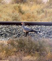 Sekretärvogel &ndash; &copy; Susanne Schirmann (Eberhardt TRAVEL)