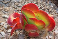 Keetmanshoop (2) &ndash; &copy; Susanne Schirmann (Eberhardt TRAVEL)