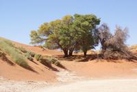 Sossusvlei  &ndash; &copy; Susanne Schirmann (Eberhardt TRAVEL)