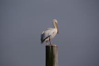 Pelikan &ndash; &copy; Susanne Schirmann (Eberhardt TRAVEL)