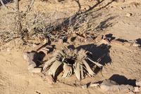 Welwitschia  &ndash; &copy; Susanne Schirmann (Eberhardt TRAVEL)
