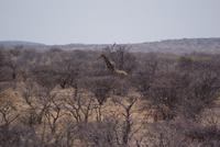Giraffe &ndash; &copy; Susanne Schirmann (Eberhardt TRAVEL)