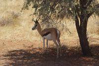 Springbock &ndash; &copy; Susanne Schirmann (Eberhardt TRAVEL)