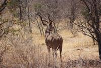 Kudu  &ndash; &copy; Susanne Schirmann (Eberhardt TRAVEL)