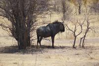 Gnu &ndash; &copy; Susanne Schirmann (Eberhardt TRAVEL)