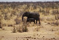 Elefanten &ndash; &copy; Susanne Schirmann (Eberhardt TRAVEL)