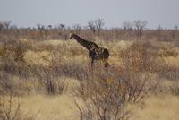 Giraffe  &ndash; &copy; Susanne Schirmann (Eberhardt TRAVEL)