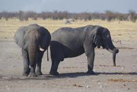 Elefanten  &ndash; &copy; Susanne Schirmann (Eberhardt TRAVEL)