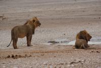 Löwen  &ndash; &copy; Susanne Schirmann (Eberhardt TRAVEL)