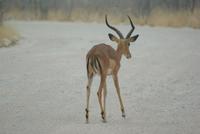 Schwarzgesicht- Impala  &ndash; &copy; Susanne Schirmann (Eberhardt TRAVEL)