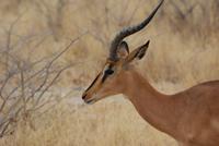 Schwarzgesicht- Impala  &ndash; &copy; Susanne Schirmann (Eberhardt TRAVEL)