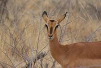 Schwarzgesicht- Impala  &ndash; &copy; Susanne Schirmann (Eberhardt TRAVEL)