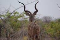 Kudu Bock  &ndash; &copy; Susanne Schirmann (Eberhardt TRAVEL)