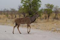 Kudu Bock  &ndash; &copy; Susanne Schirmann (Eberhardt TRAVEL)