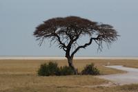Schirmakazie &ndash; &copy; Susanne Schirmann (Eberhardt TRAVEL)