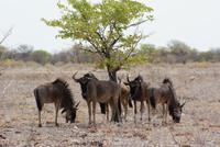 Gnus  &ndash; &copy; Susanne Schirmann (Eberhardt TRAVEL)