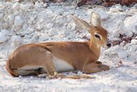 Steinbock  &ndash; &copy; Susanne Schirmann (Eberhardt TRAVEL)