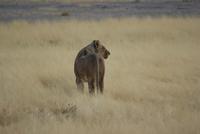 Löwin  &ndash; &copy; Susanne Schirmann (Eberhardt TRAVEL)