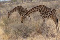 Giraffen  &ndash; &copy; Susanne Schirmann (Eberhardt TRAVEL)