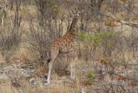 Giraffe  &ndash; &copy; Susanne Schirmann (Eberhardt TRAVEL)