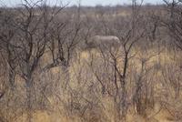 Nashorn  &ndash; &copy; Susanne Schirmann (Eberhardt TRAVEL)