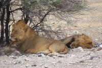 Löwen &ndash; &copy; Susanne Schirmann (Eberhardt TRAVEL)