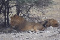 Löwen  &ndash; &copy; Susanne Schirmann (Eberhardt TRAVEL)