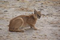 Karakal  &ndash; &copy; Susanne Schirmann (Eberhardt TRAVEL)